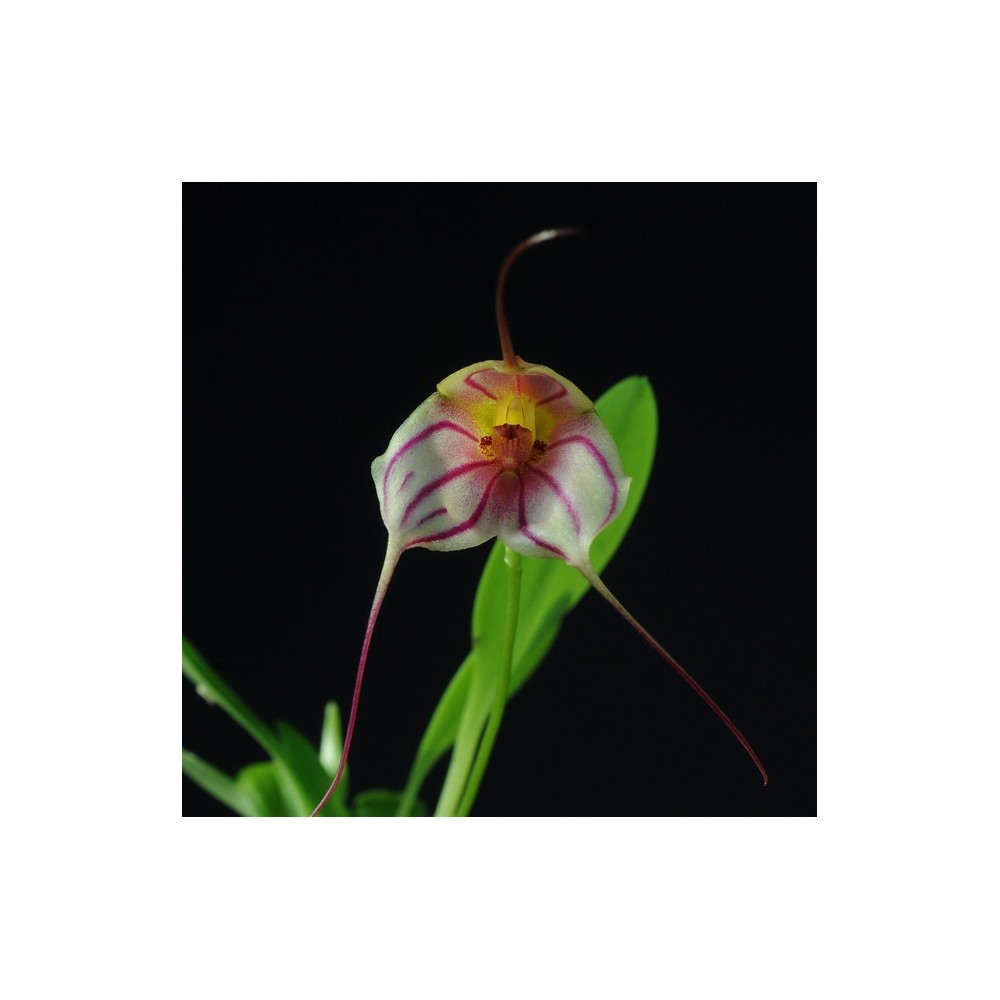 Masdevallia Enez Krenn Masdevallia Enez Krenn