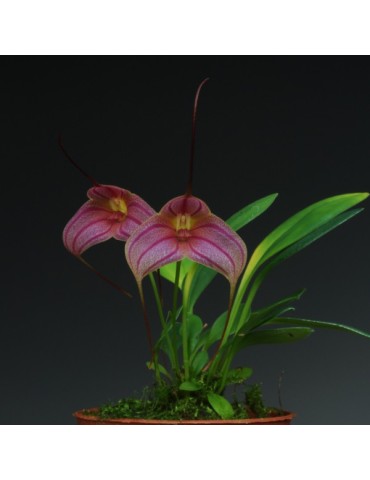 Masdevallia Enez Krenn 2