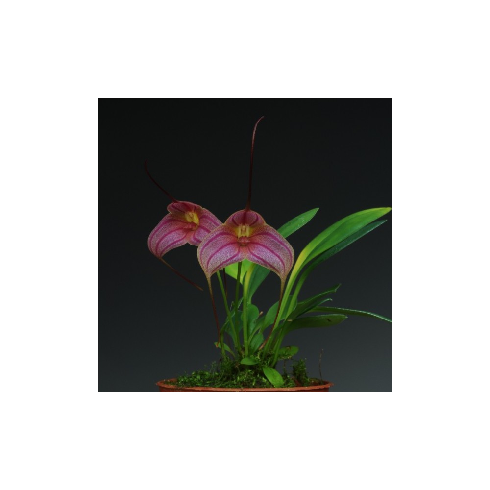 Masdevallia Enez Krenn