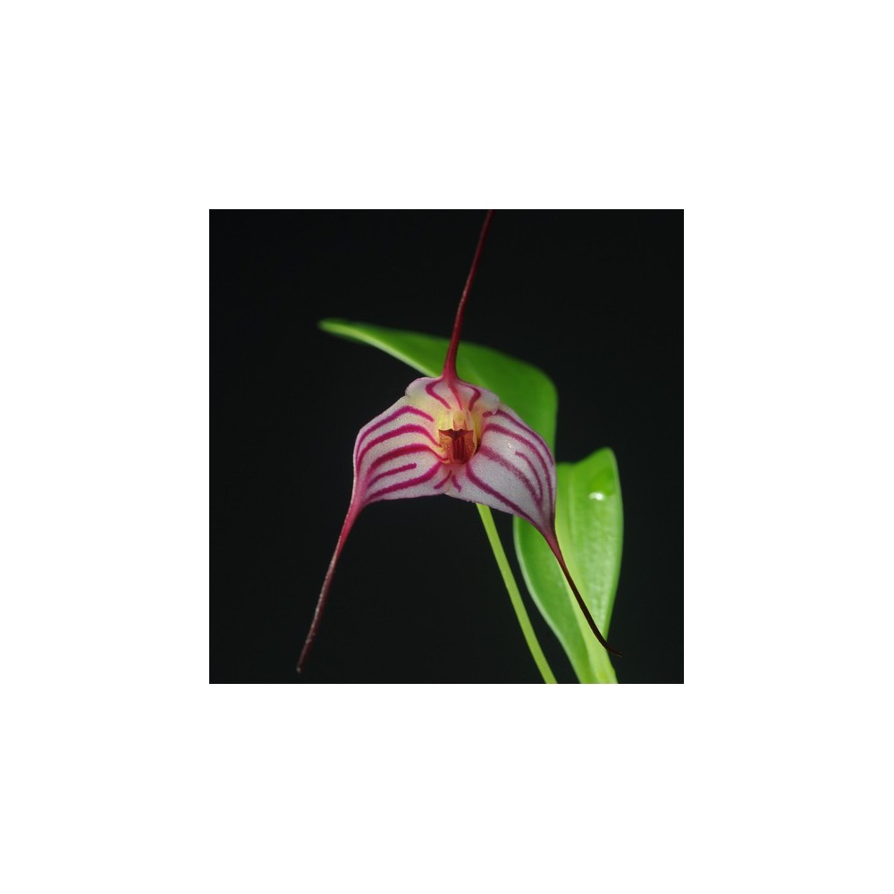 Masdevallia Enez Tudi en sphaigne