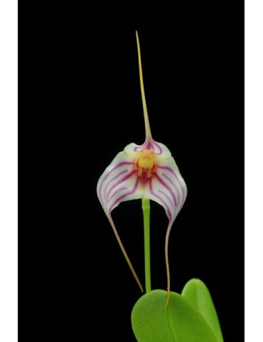 Masdevallia Enez Tudi 2