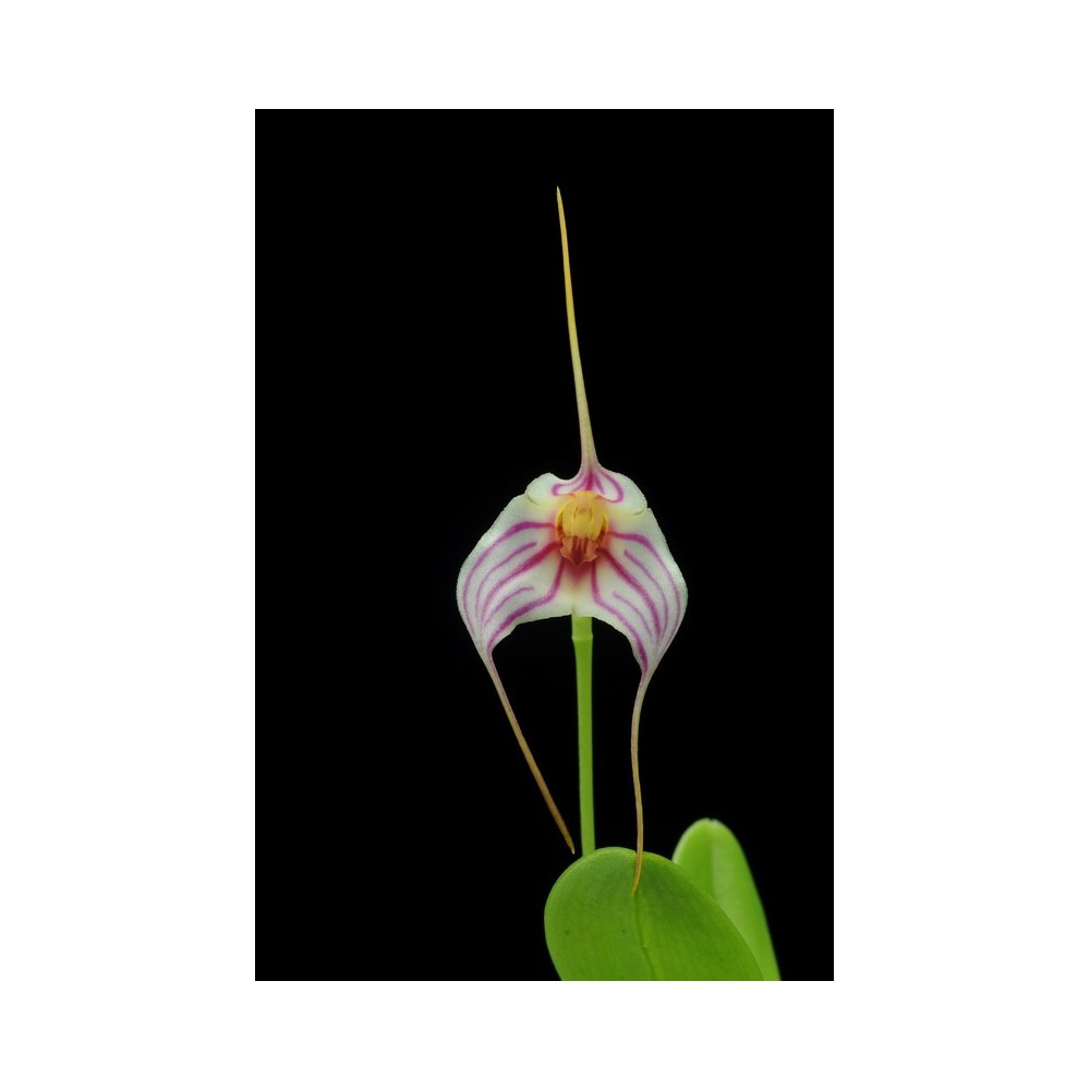Masdevallia Enez Tudi
