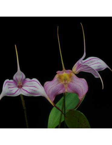 Masdevallia Morito