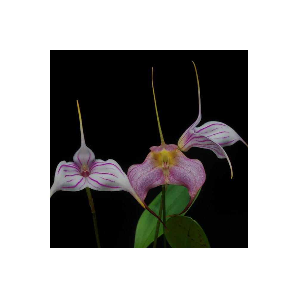 Masdevallia Morito