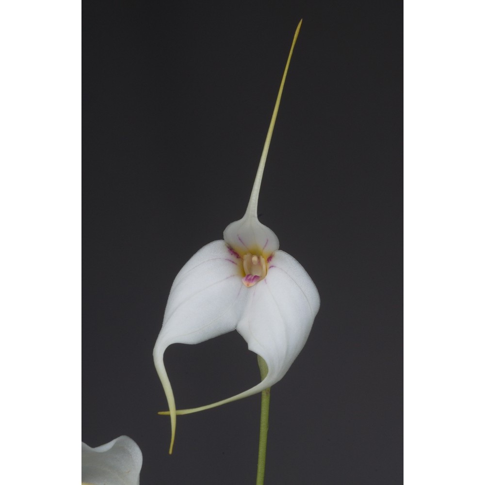 Masdevallia Morito