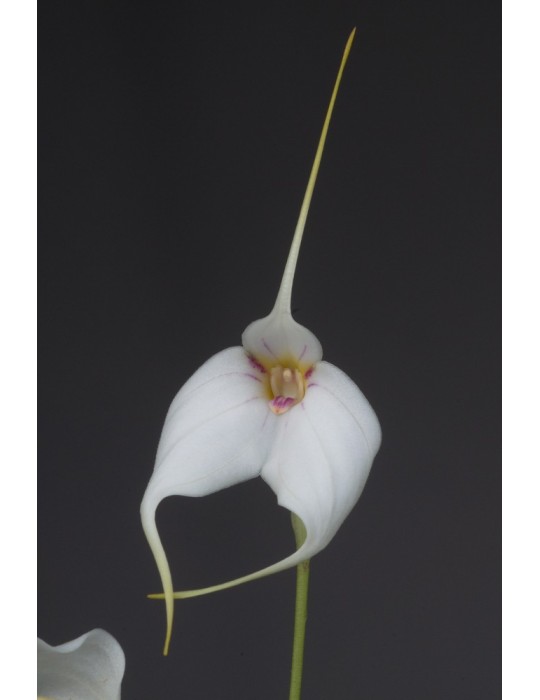 Masdevallia Morito
