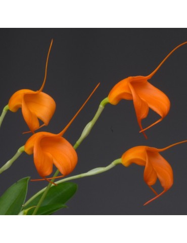 Masdevallia Panama Coral en sphaigne