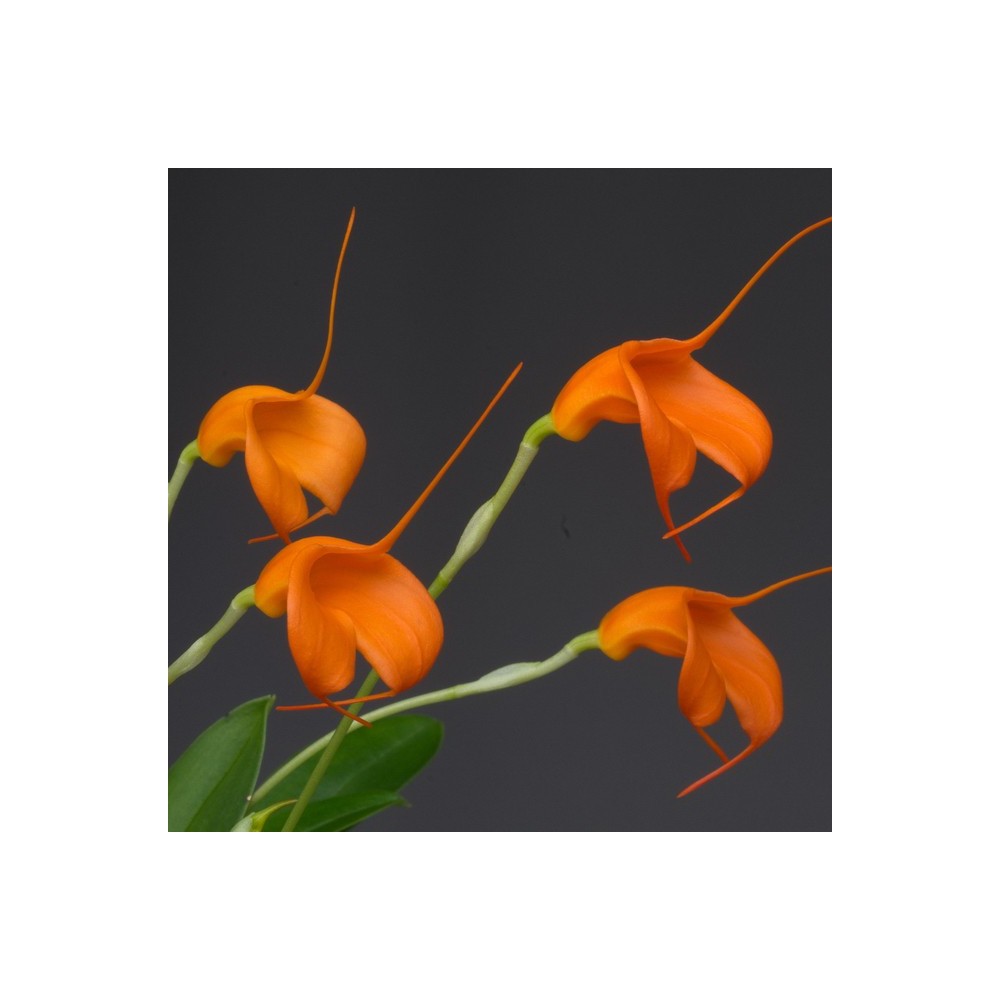 Masdevallia Panama Coral