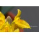 Bulbophyllum elassonotum