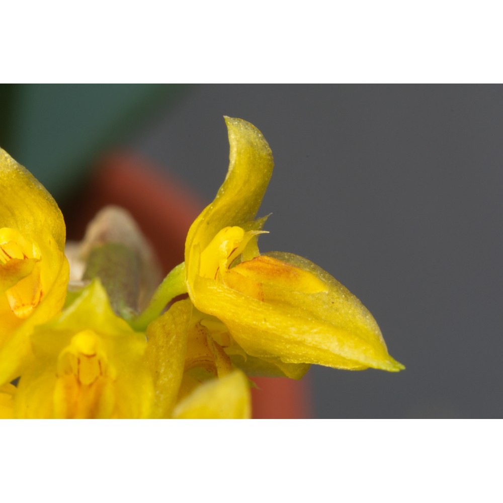 Bulbophyllum elassonotum