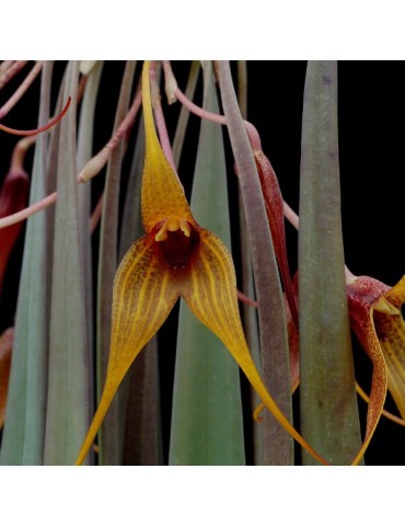 Masdevallia caesia en sphaigne