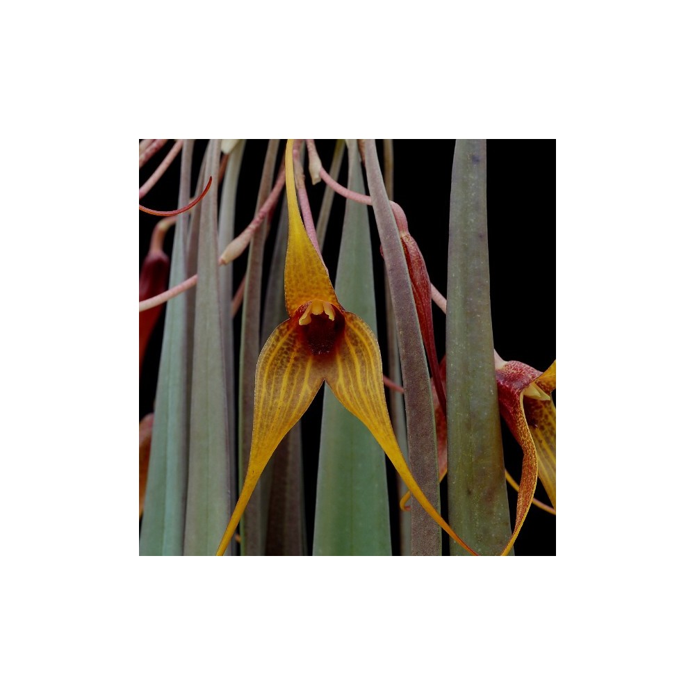 Masdevallia caesia