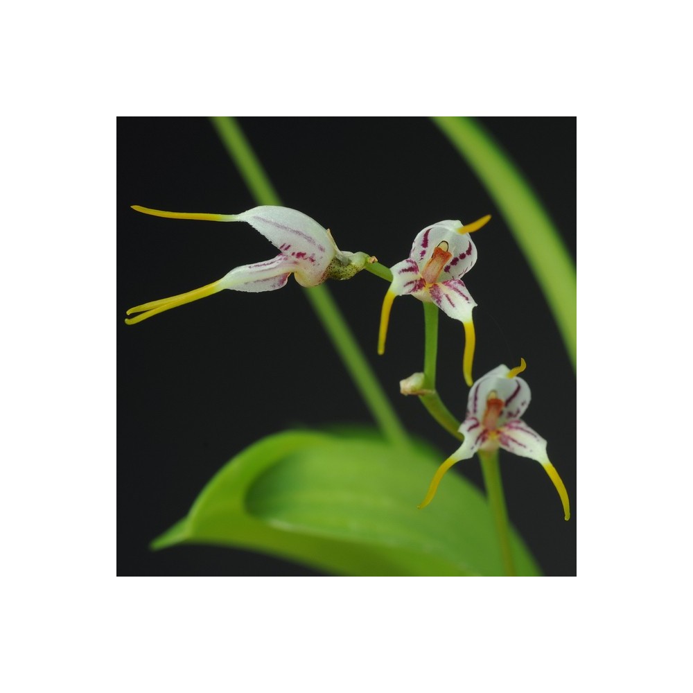 Masdevallia caloptera