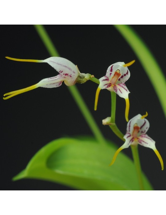 Masdevallia caloptera