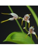 Masdevallia caloptera