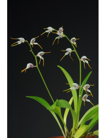 Masdevallia caloptera 2