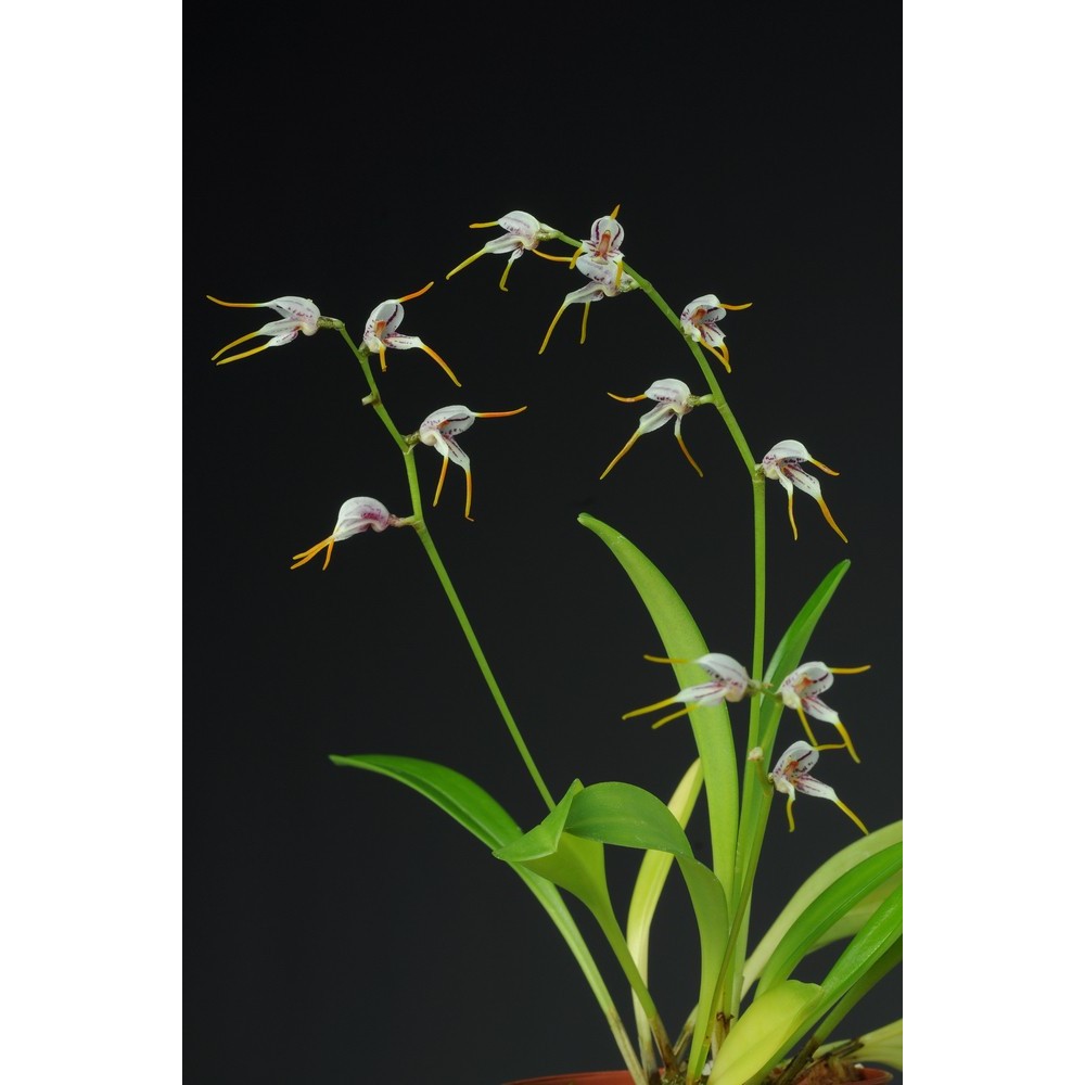 Masdevallia caloptera