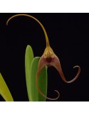 Masdevallia colossus
