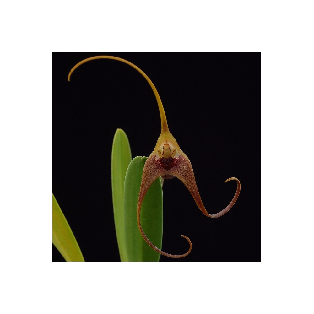Masdevallia colossus