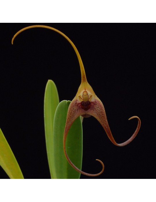 Masdevallia colossus