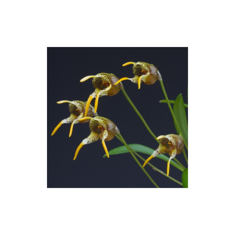Masdevallia dynastes