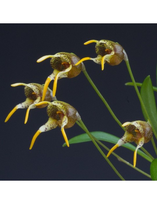 Masdevallia dynastes