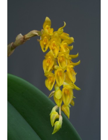 Bulbophyllum elassonotum 2