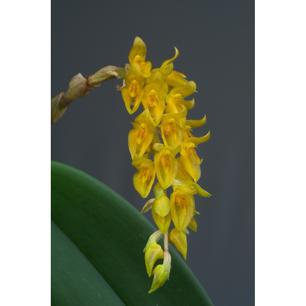 Bulbophyllum elassonotum