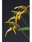 Masdevallia dynastes
