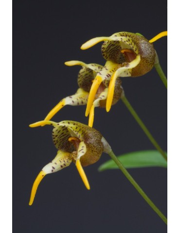 Masdevallia dynastes 2