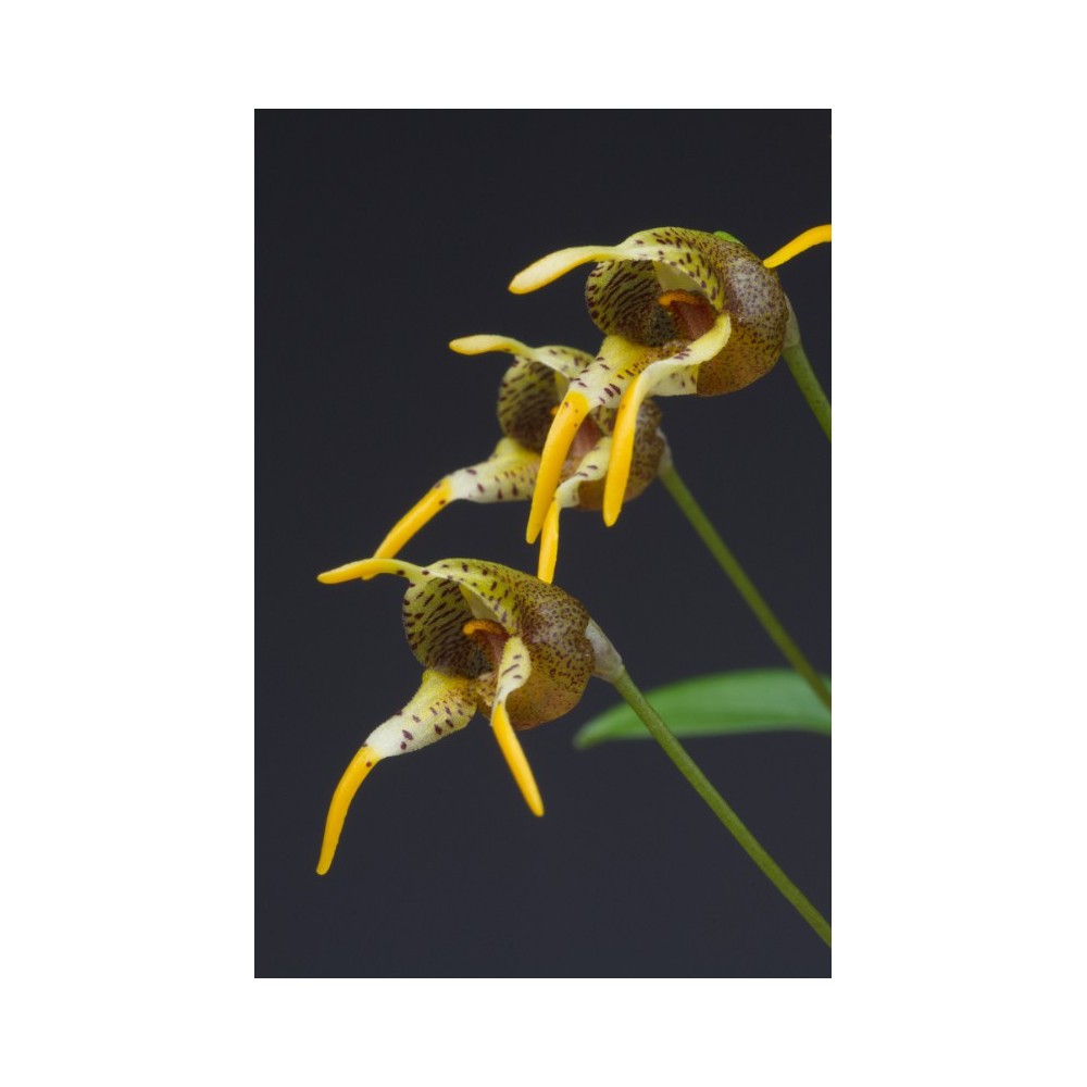 Masdevallia dynastes