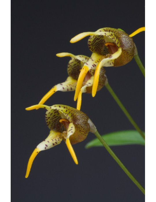 Masdevallia dynastes