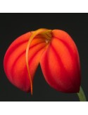 Masdevallia ignea