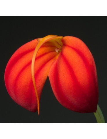 Masdevallia ignea 2