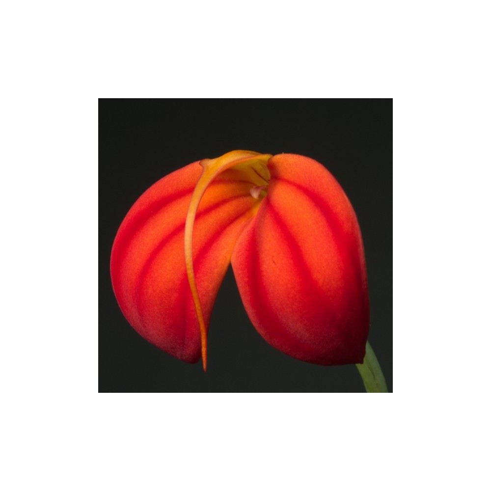 Masdevallia ignea