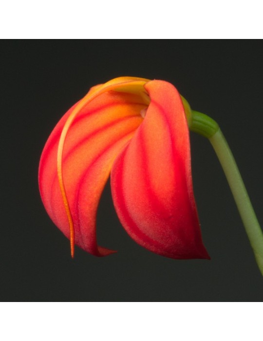 Masdevallia ignea
