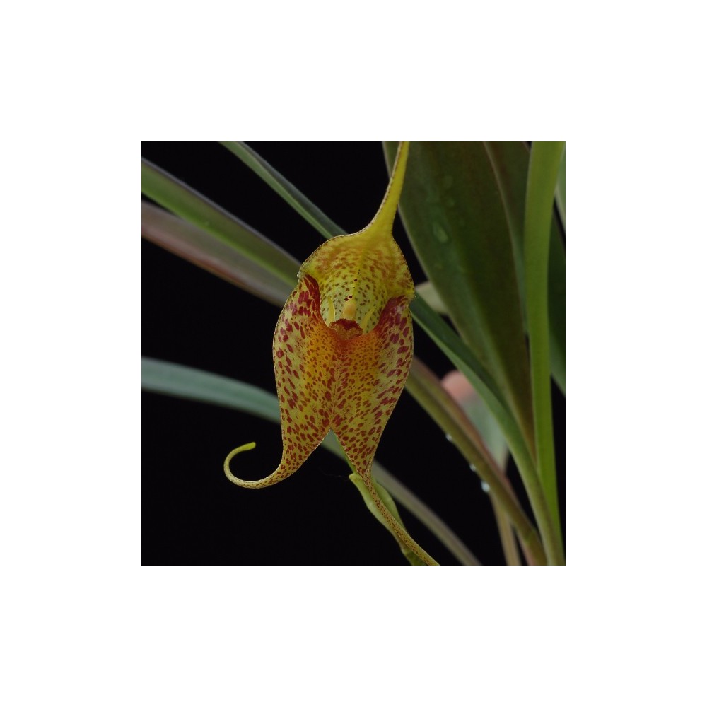Masdevallia misasii