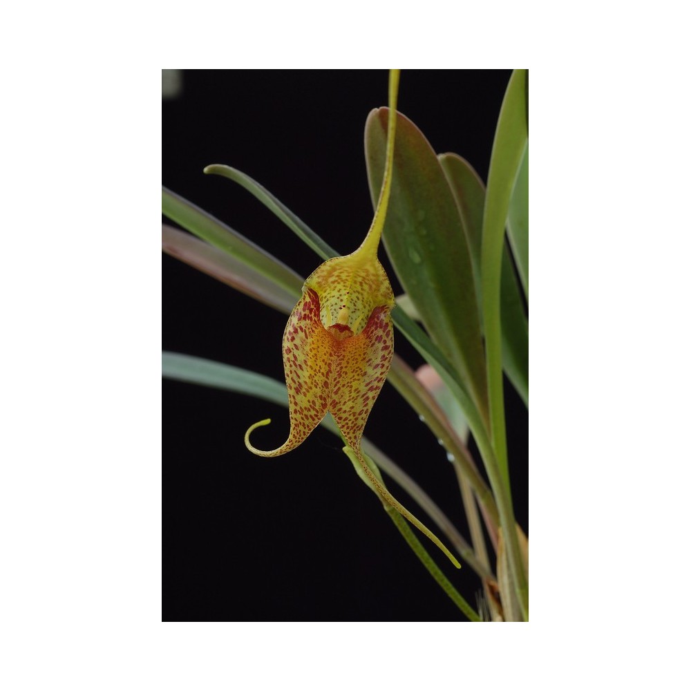 Masdevallia misasii