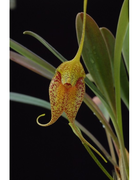Masdevallia misasii