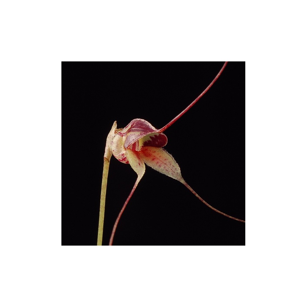 Masdevallia nidifica var. alexandrae