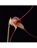 Masdevallia nidifica var. alexandrae