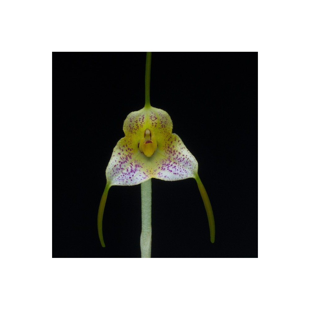 Masdevallia pandurilabia