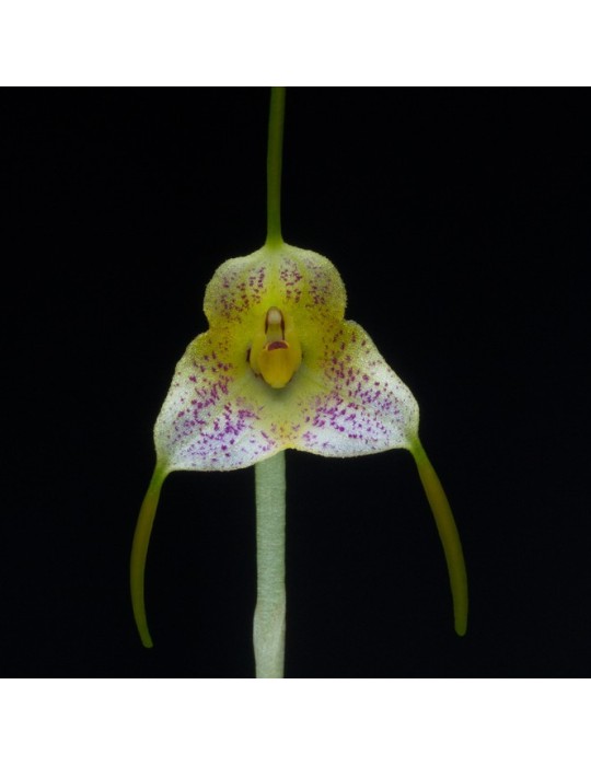 Masdevallia pandurilabia