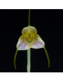 Masdevallia pandurilabia