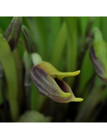 Masdevallia pyxis