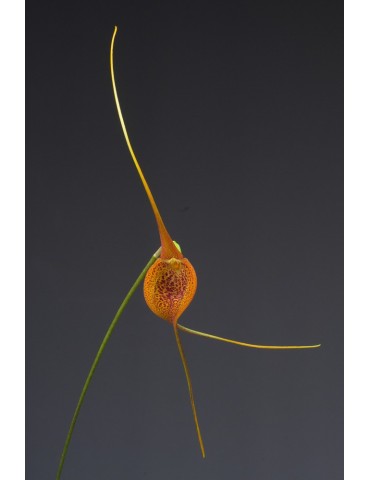 Masdevallia regina 2