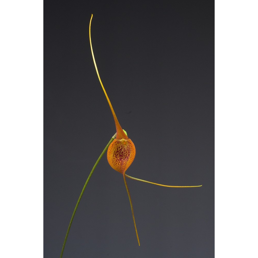 Masdevallia regina