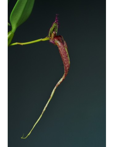Bulbophyllum fascinator 2