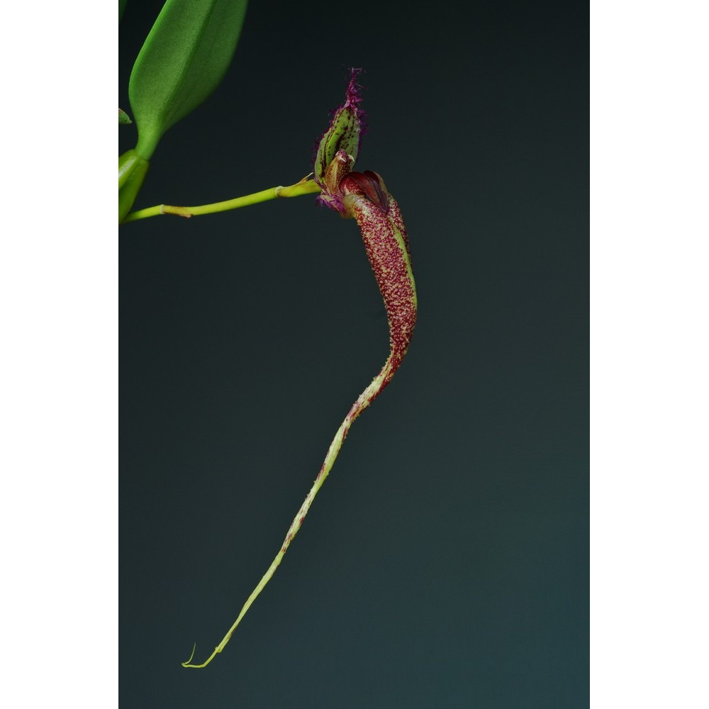 Bulbophyllum fascinator