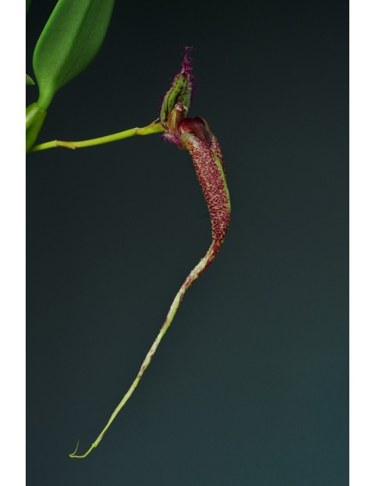 Bulbophyllum fascinator
